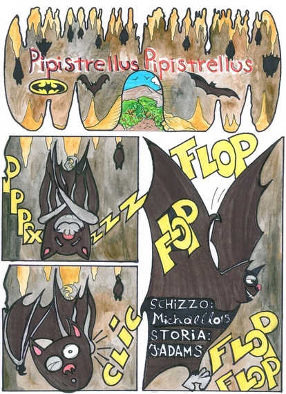 Pipistrellus 